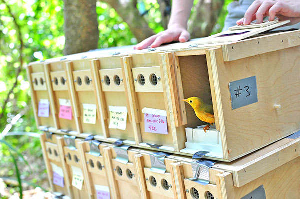 Release of native bird in the Northern Marianas from translocation efforts.