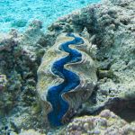 A large clam with deep blue flesh showing between the slightly opened lips of the shell sits on a bland coral reef