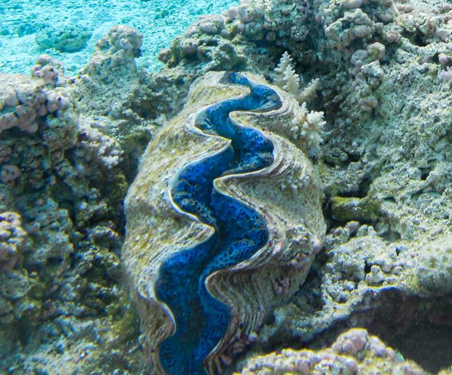 A large clam with deep blue flesh showing between the slightly opened lips of the shell sits on a bland coral reef
