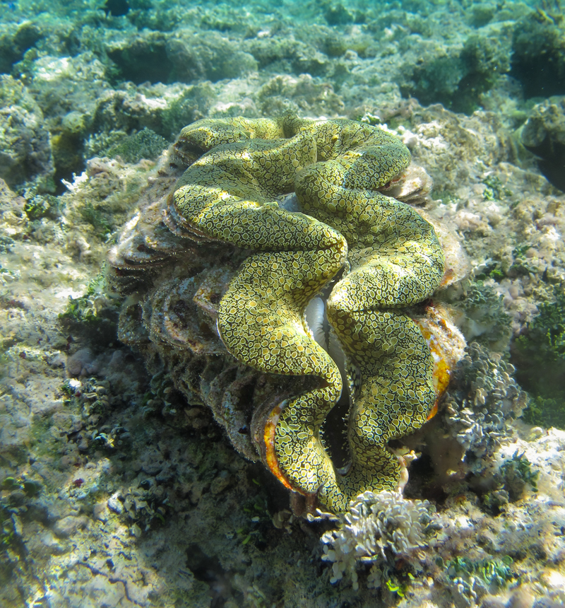 live clams underwater