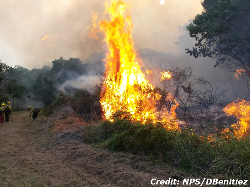 Firefighters tend a grassy fire break line in front of burning brush, with a blackened, smoky landscape behind