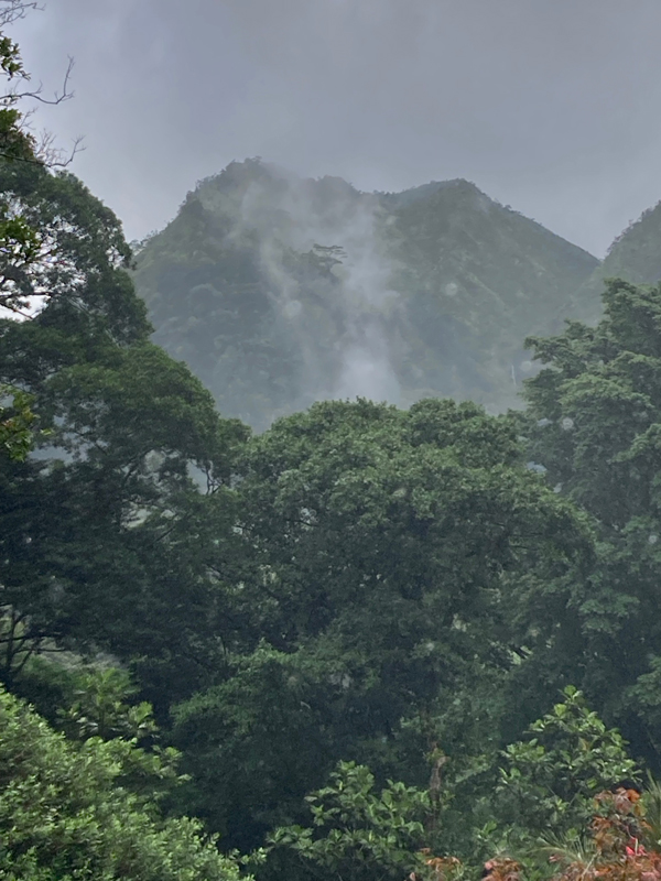 A cloud-shrouded mountain top rises above dark green trees under a cloudy sky