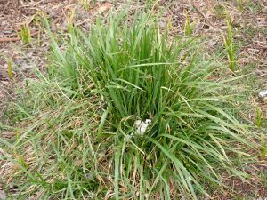 A clump of spiky invasive grass