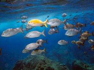 Fish swim through deep blue ocean water