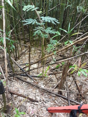 A short, narrow koa sapling is surrounded by tall dark green bamboo trunks beyond a small clearing