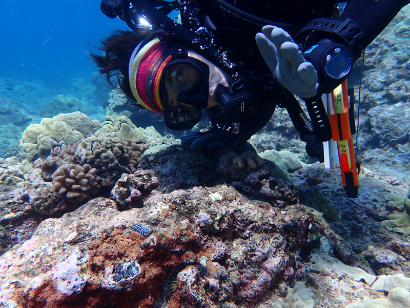 A scuba diver poses inverted over a coral outcropping