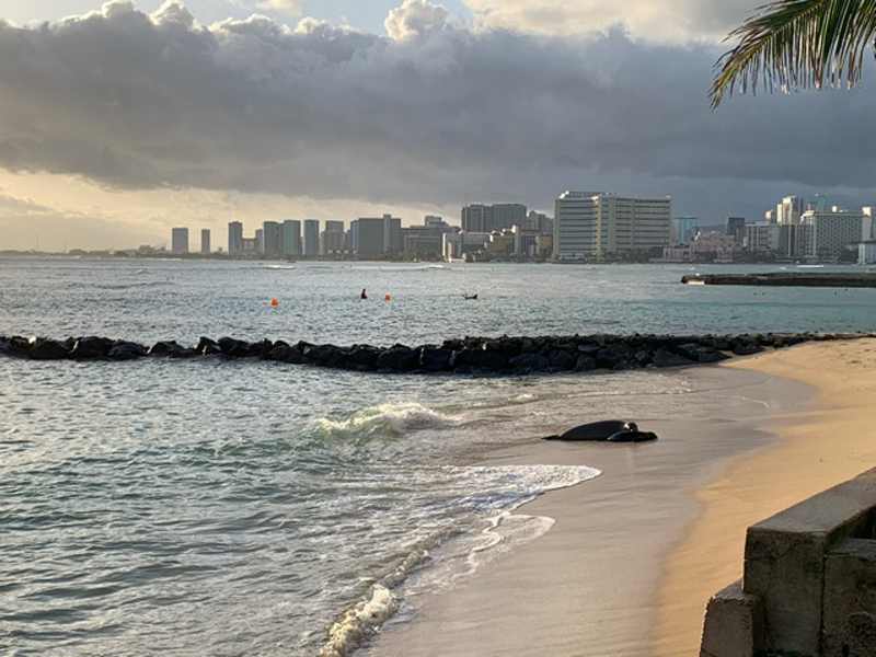 Waves wash up a golden beach where two Monk seals sleep, with the Waikiki skyline in the distance