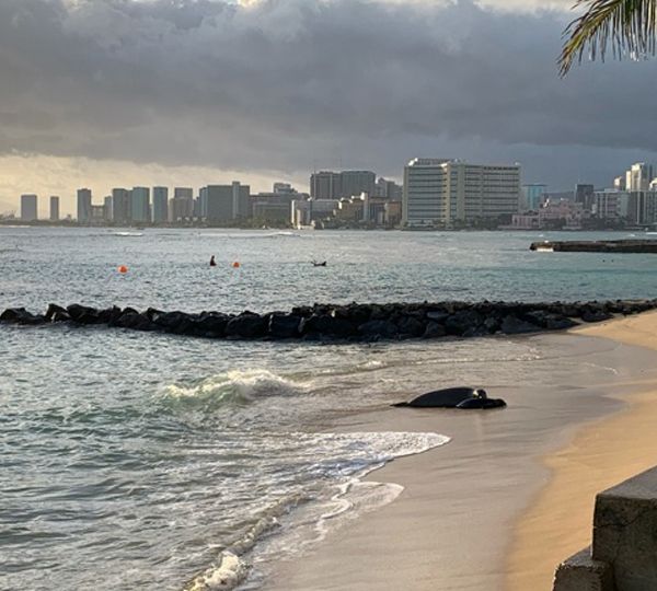 Waves wash up a golden beach where two Monk seals sleep, with the Waikiki skyline in the distance