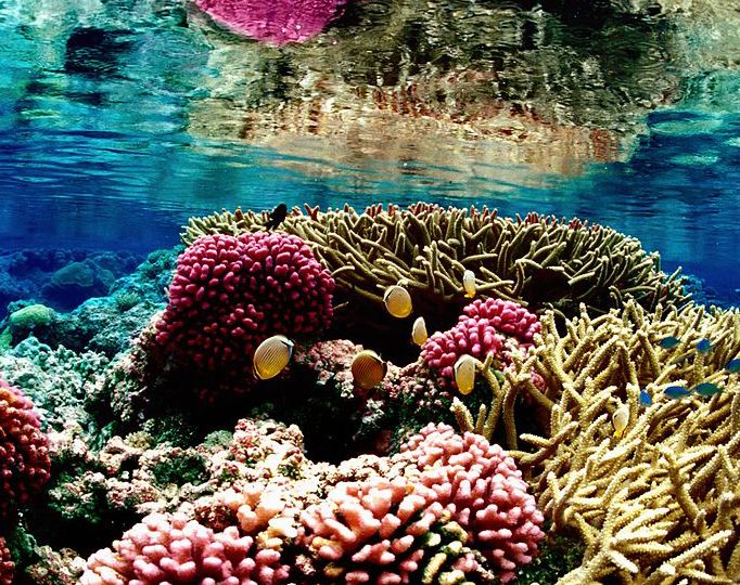 Healthy, colorful corals on diplay with butterfly fish swimming around them, reflected in the underside of the shallow water’s surface