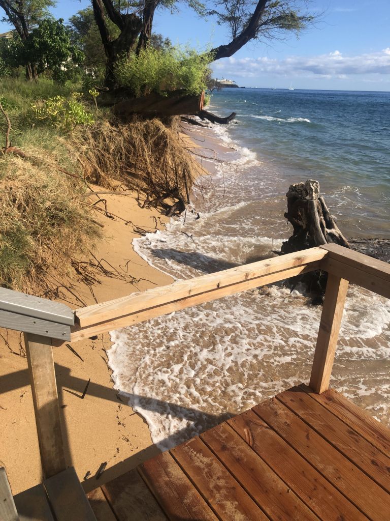 Bare tree and grass roots are exposed where sand has been washed away by encroaching surf