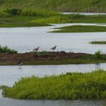 Three wading birds perch on a small islet amidst a wetlands area