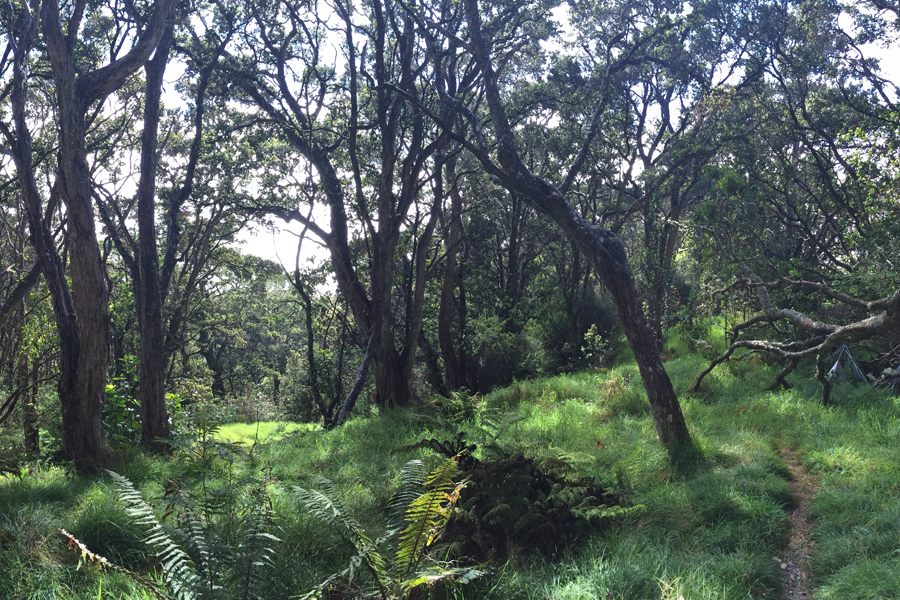 A picturesque ʻōhiʻa forest with tall trees spread about nicely with ferns and green grass beneath.