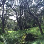 A picturesque ʻōhiʻa forest with tall trees spread about nicely with ferns and green grass beneath.