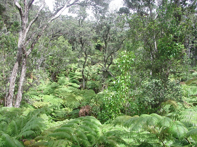 A sun-dappled, dense understory of ferns mixes with mature ʻōhiʻa trees