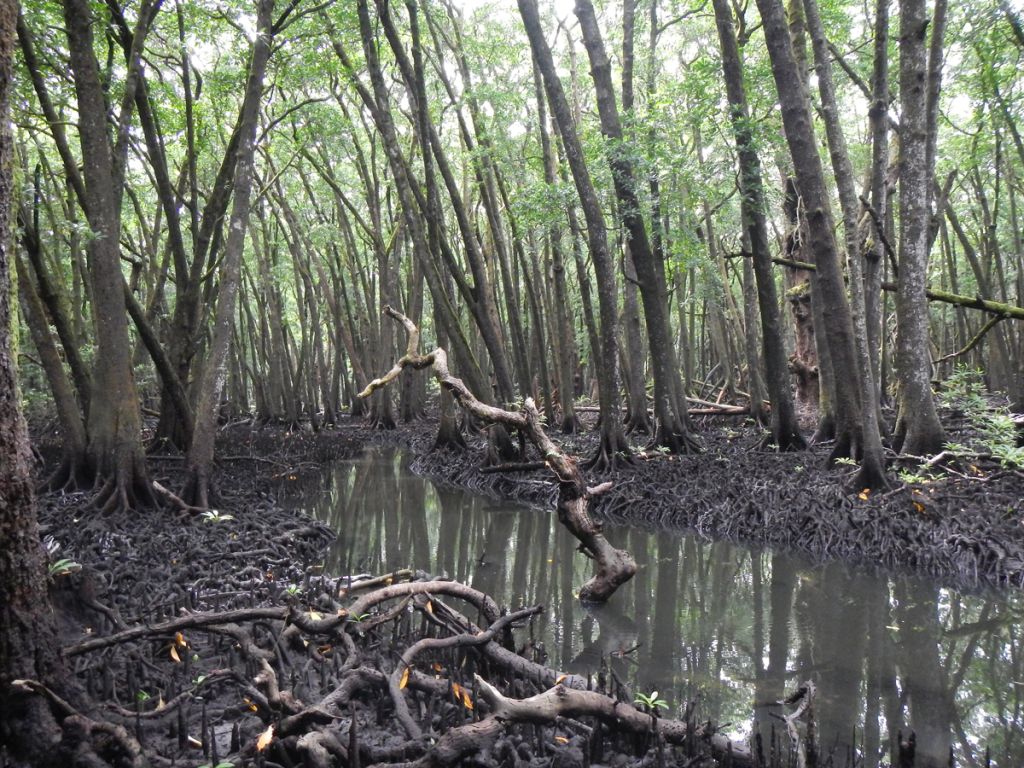 A clear waterway snakes between tall trees with interwoven, gnarled root systems