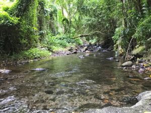 A shallow stream in a jungle