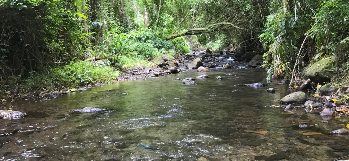A shallow stream in a jungle