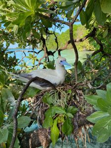 A red-footed booby, a seabird, is resting on a tree branch.