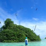 a woman, back facing camera, is standing in knee-deep water and observing seabirds fly over a small island.