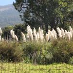 Invasive pampas grass flourishes on a Hawaiian landscape