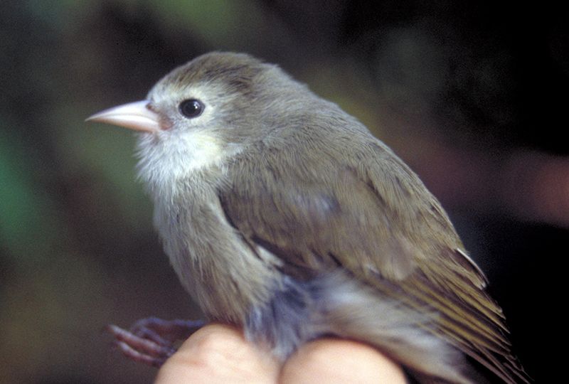 A small, fuzzy, grayish-brown bird perches on a fist