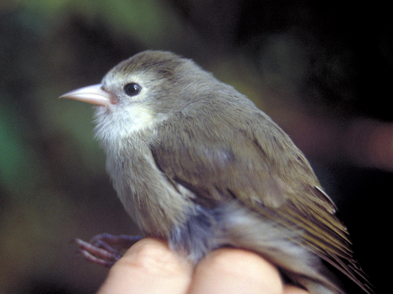 A small, fuzzy, grayish-brown bird perches on a fist