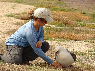 Woman bending down to check the egg underneath an albatross during research.