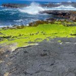Pacific RISCC July Webinar - Climate change, macroalgae, and the fate of groundwater dependent ecosystems in Kona