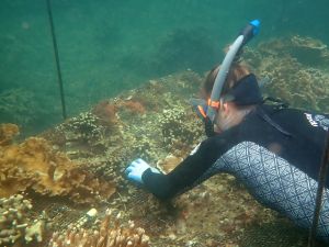 A student in snorkel and wetsuit examines a latticed platform on the sea-floor with corals of various morphologies on it.