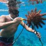 A man is seen underwater using an instrument on a crown of thorns starfish.