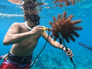 A man is seen underwater using an instrument on a crown of thorns starfish.