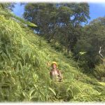 Picture shows a man standing in a field of uluhe fern in a native Hawaiian forest, on a slope with trees in the background.