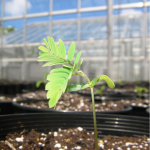 Pacific RISCC October Webinar - Seedlings: A Window into Climate Change Impacts on Plant Populations