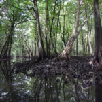 Mangrove vulnerability to sea-level rise factsheet