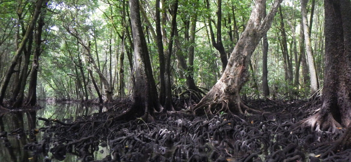 Mangrove forest channel_KevinBuffington_USGS_square