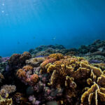 Coral resilience mapping in Guam and American Samoa