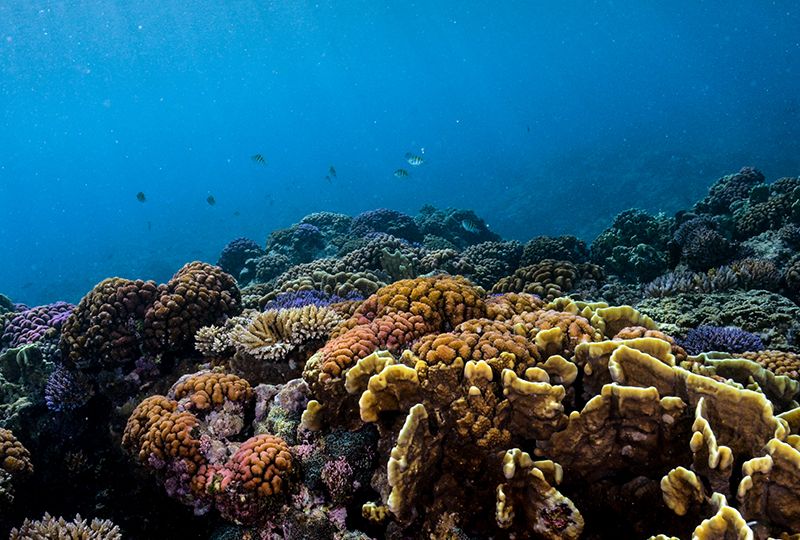 coral reef scape_Guam_DaveBurdick_square