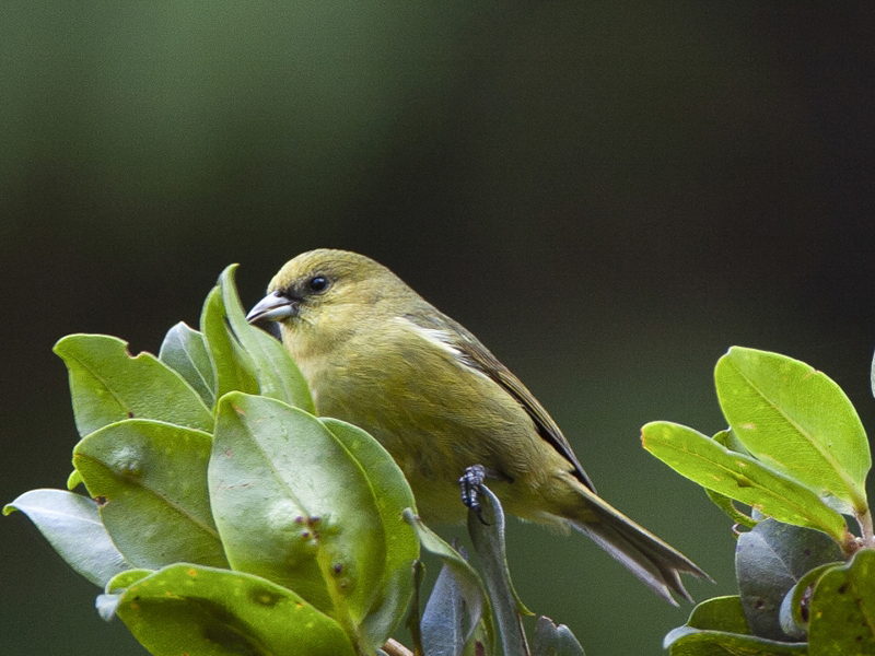 A small yellow bird perches on green leaves.