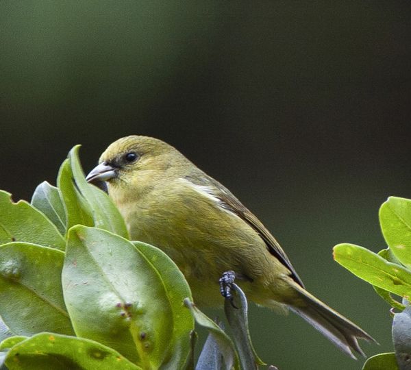 A small yellow bird perches on green leaves.