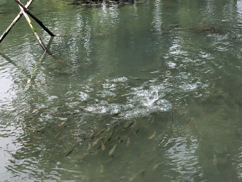 A school of small fish churn the surface waters of a greenish pool of water