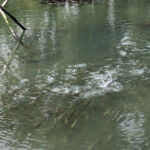 A school of small fish churn the surface waters of a greenish pool of water