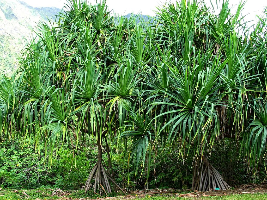 Two large trees with sprays of long green leaves show their distinctive clusters of woody base stalks.