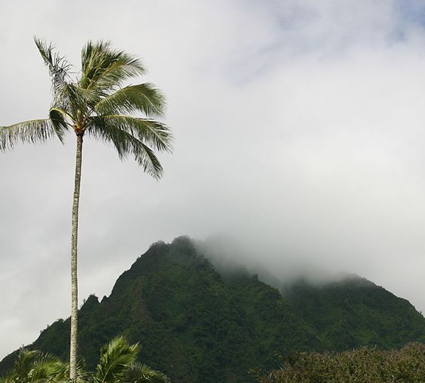 A palm tree stands in the foreground against a backdrop of green pali mountains shrouded in clouds