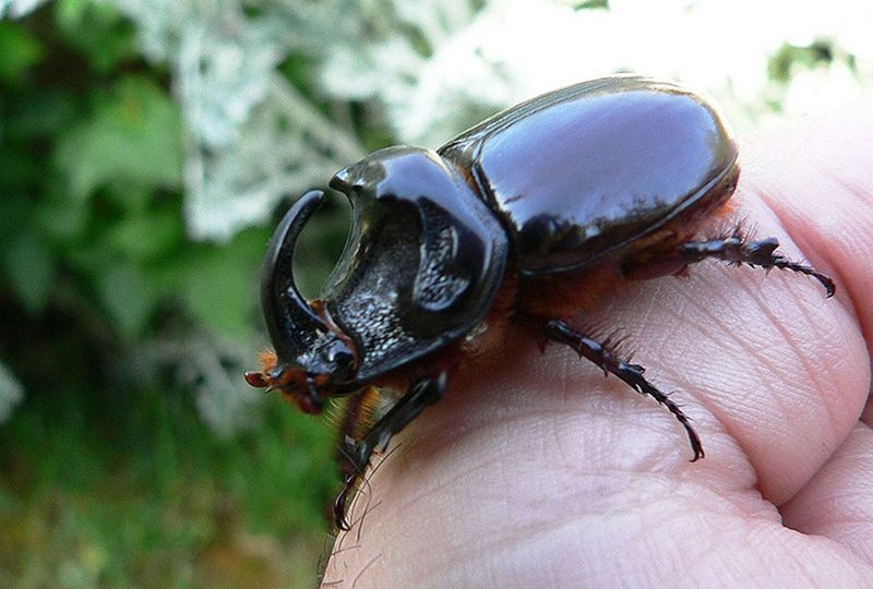 A shiny black beetle with a prominent horn and hairy legs perches on a person’s thumb