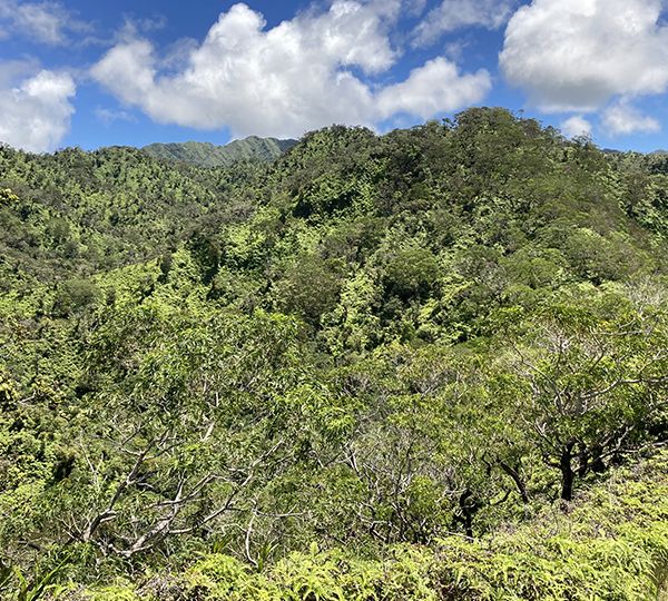 A landscape view up rolling ridges covered in trees and bushes of many shades, shapes, and species, with blue sky and white puffy clouds overhead.