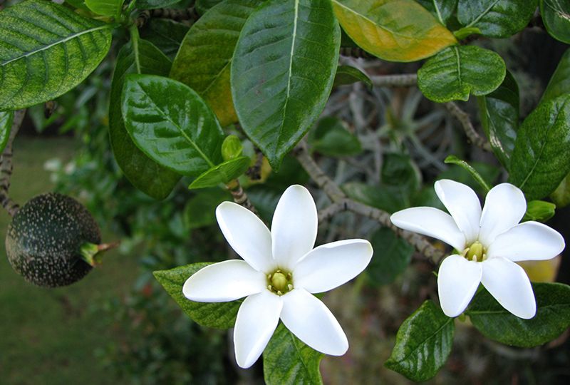 Close up of two delicate 6-petalled white flowers against dark green leaves; a black round seedpod is visible to the left.