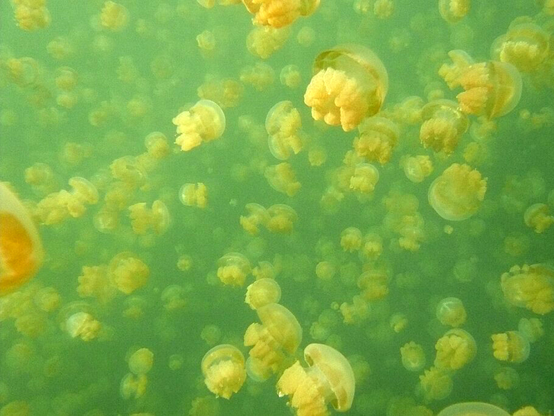 Underwater image of hundreds of pale yellow jellyfish with clear bells and short bundles of stingers floating in green-tinged water