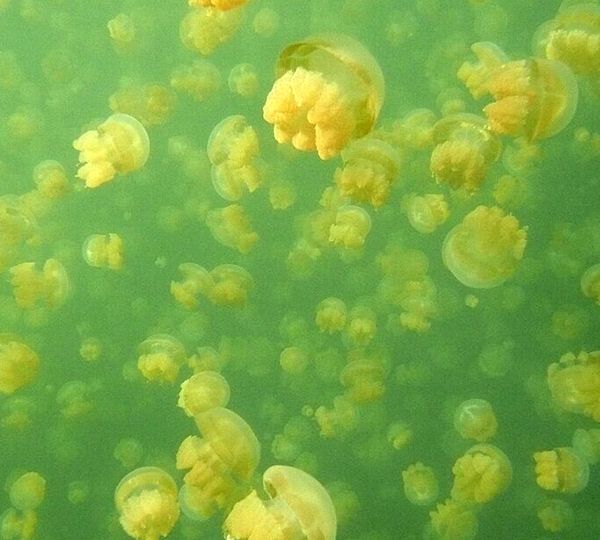 Underwater image of hundreds of pale yellow jellyfish with clear bells and short bundles of stingers floating in green-tinged water
