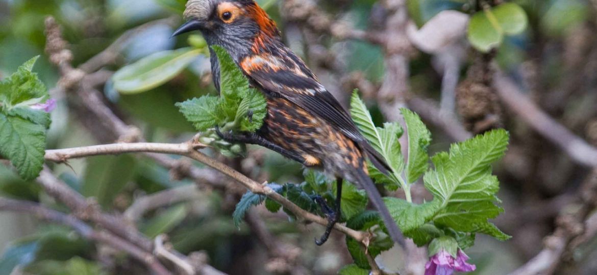 This is a picture of the ʻakohekohe, a native Hawaiian forest bird found on Maui. Picture credit is Robby Kohley