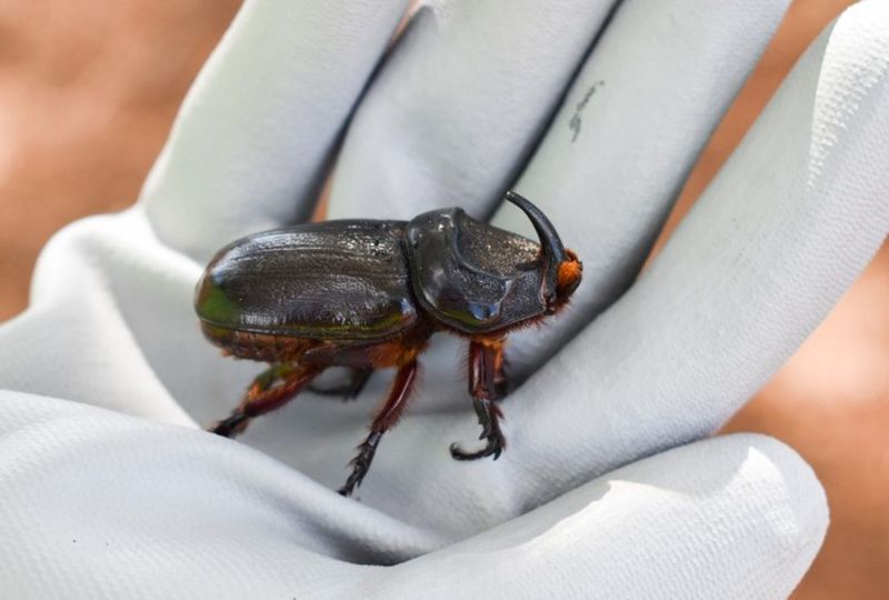 A large black-armored beetle with a prominent horn and rust-colored fuzzy legs stands on a gloved hand